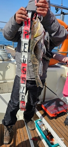 돌삼치/놀래미/우럭 선상낚시로 잡은 물고기 조황