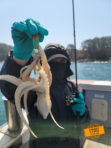 봄알주꾸 출조 선상낚시로 잡은 물고기 조황