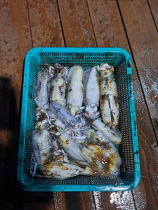 팁런 무늬오징어 9월10일 선상낚시로 잡은 물고기 조황