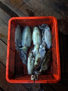 9월12일 팁런 무늬오징어 선상낚시로 잡은 물고기 조황