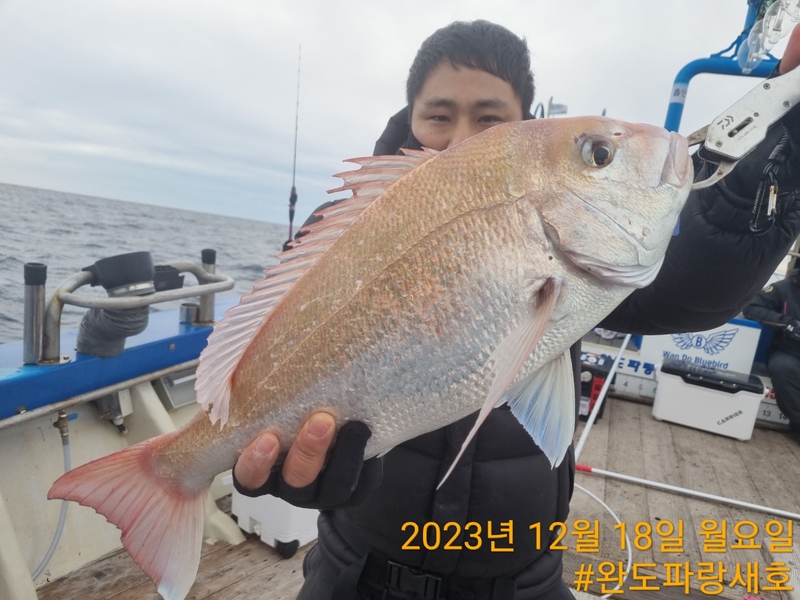 완도파랑새호(블루버드호)의 조황일지 이미지 - 14