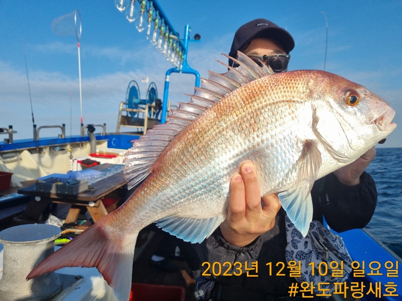 완도파랑새호(블루버드호)의 조황일지 이미지 - 10