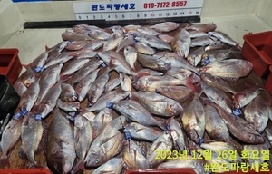 12월26일 참돔타이라바 조황 선상낚시로 잡은 물고기 조황