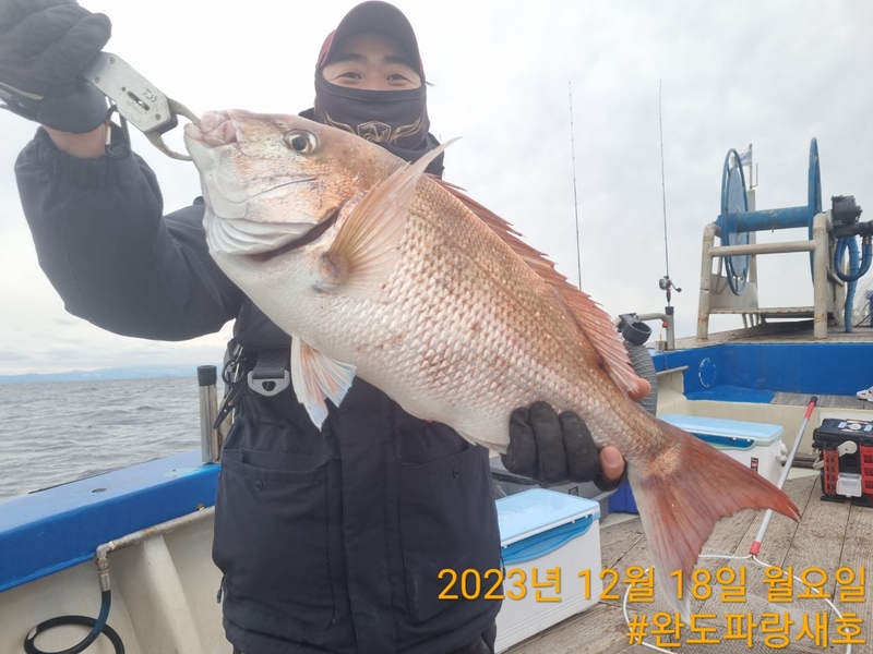 완도파랑새호(블루버드호)의 조황일지 이미지 - 10