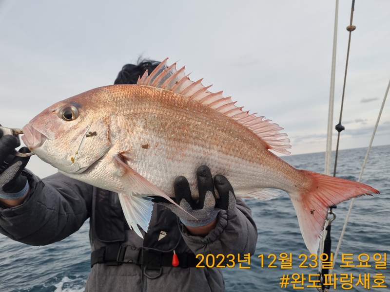 완도파랑새호(블루버드호)의 조황일지 이미지 - 10