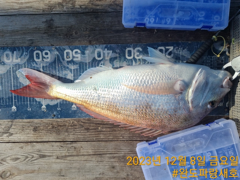 완도파랑새호(블루버드호)의 조황일지 이미지 - 6