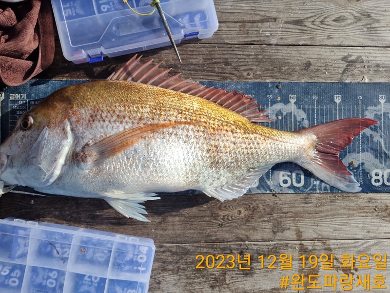 완도파랑새호(블루버드호)의 조황일지 이미지 - 14