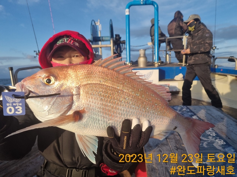 완도파랑새호(블루버드호)의 조황일지 이미지 - 11