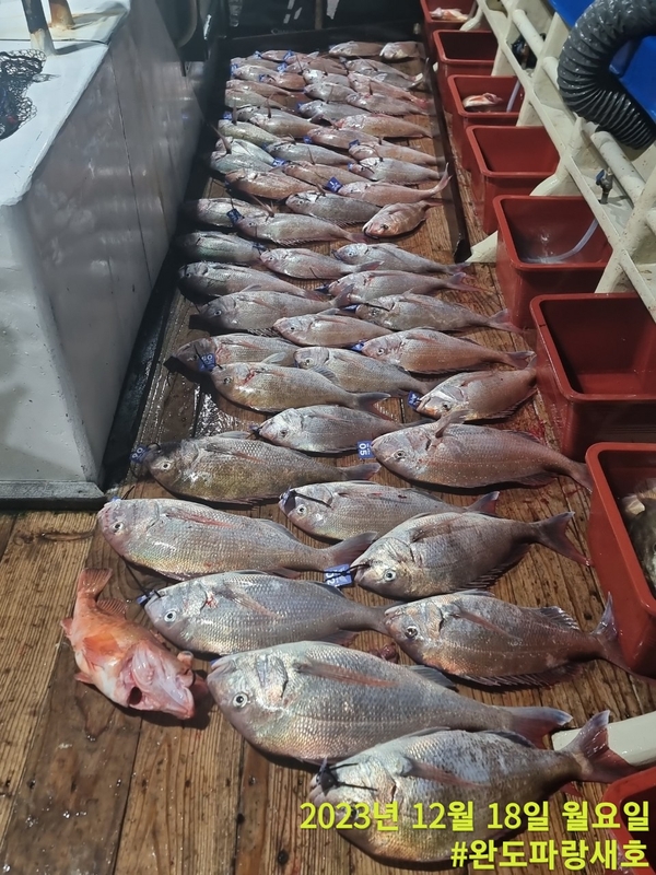 완도파랑새호(블루버드호)의 조황일지 이미지 - 0