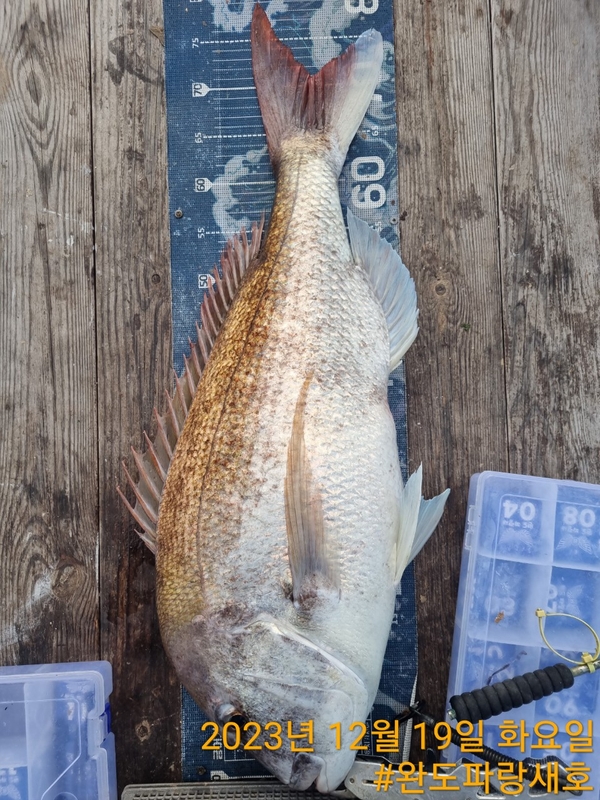 완도파랑새호(블루버드호)의 조황일지 이미지 - 17