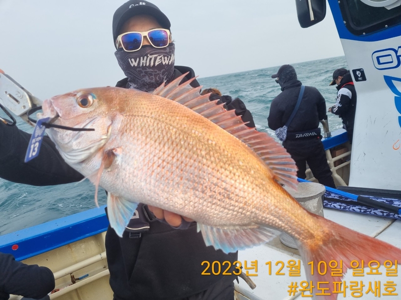 완도파랑새호(블루버드호)의 조황일지 이미지 - 7