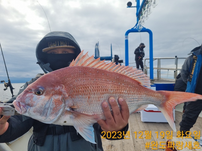 완도파랑새호(블루버드호)의 조황일지 이미지 - 10