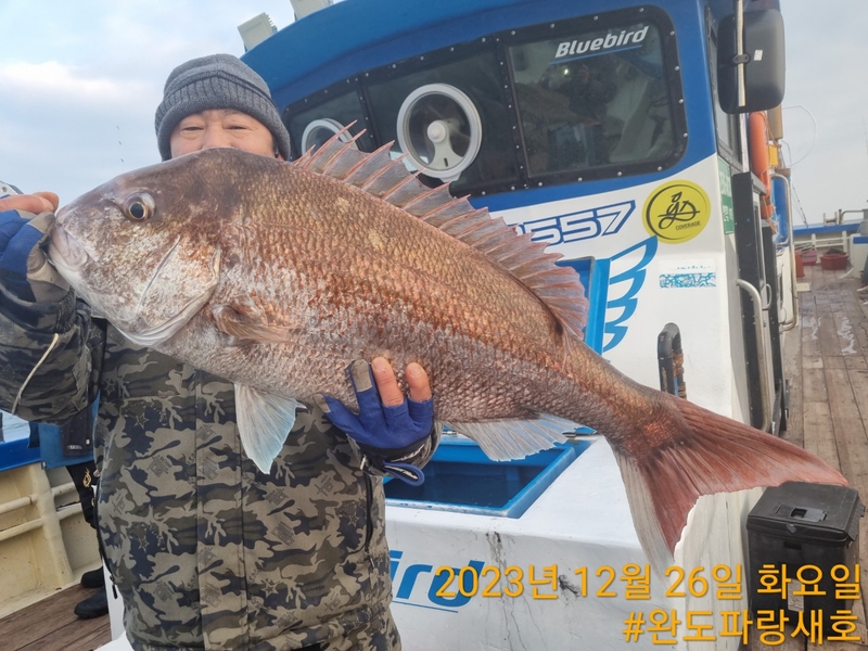완도파랑새호(블루버드호)의 조황일지 이미지 - 11