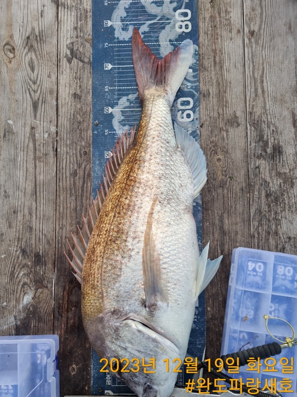 완도파랑새호(블루버드호)의 조황일지 이미지 - 16