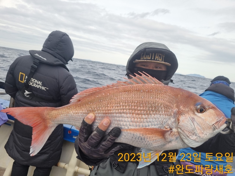 완도파랑새호(블루버드호)의 조황일지 이미지 - 8