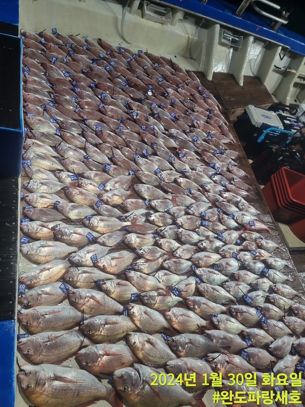 완도파랑새호(블루버드호)의 조황일지 이미지 - 0