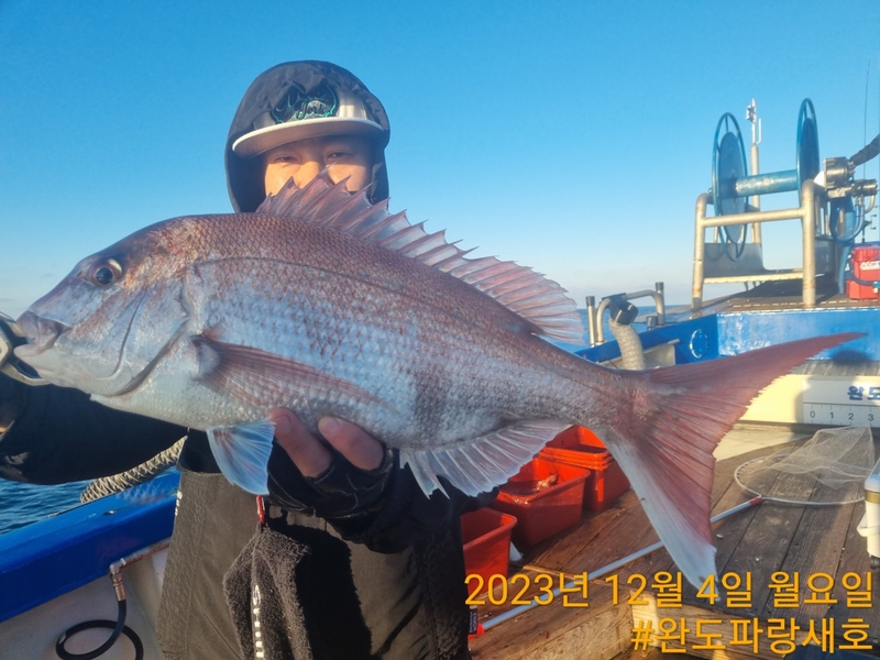 완도파랑새호(블루버드호)의 조황일지 이미지 - 6