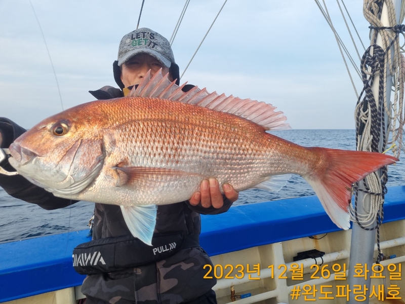 완도파랑새호(블루버드호)의 조황일지 이미지 - 12