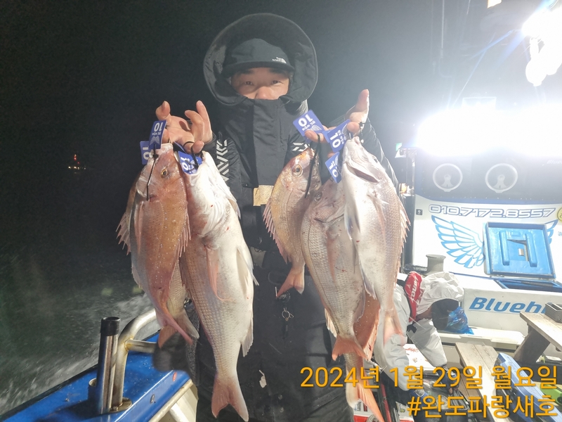 완도파랑새호(블루버드호)의 조황일지 이미지 - 10