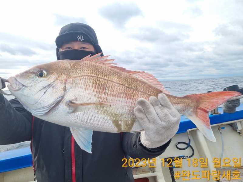 완도파랑새호(블루버드호)의 조황일지 이미지 - 9