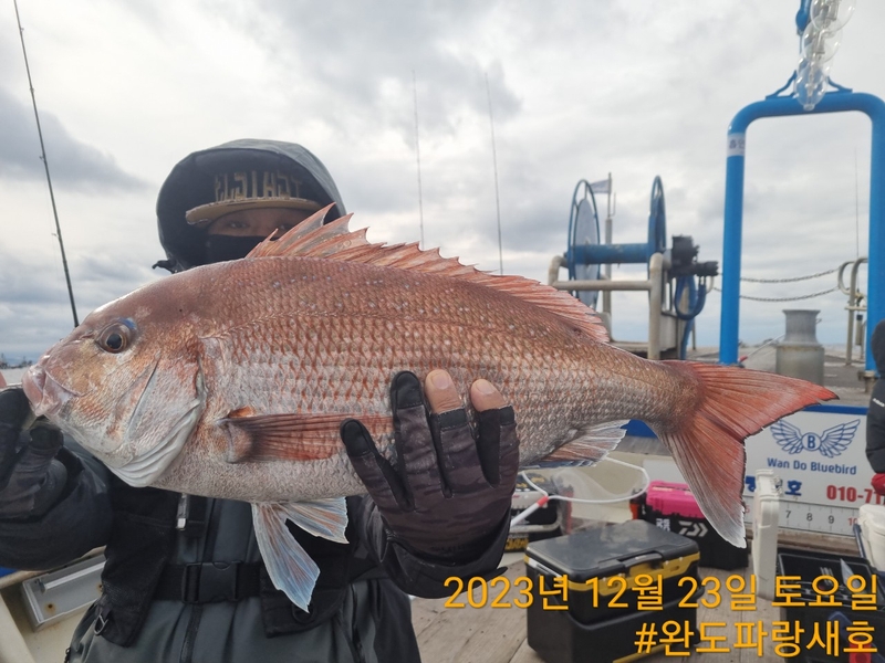 완도파랑새호(블루버드호)의 조황일지 이미지 - 2