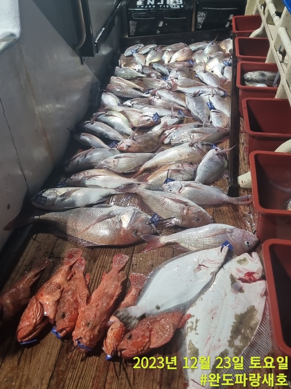 완도파랑새호(블루버드호)의 조황일지 이미지 - 1