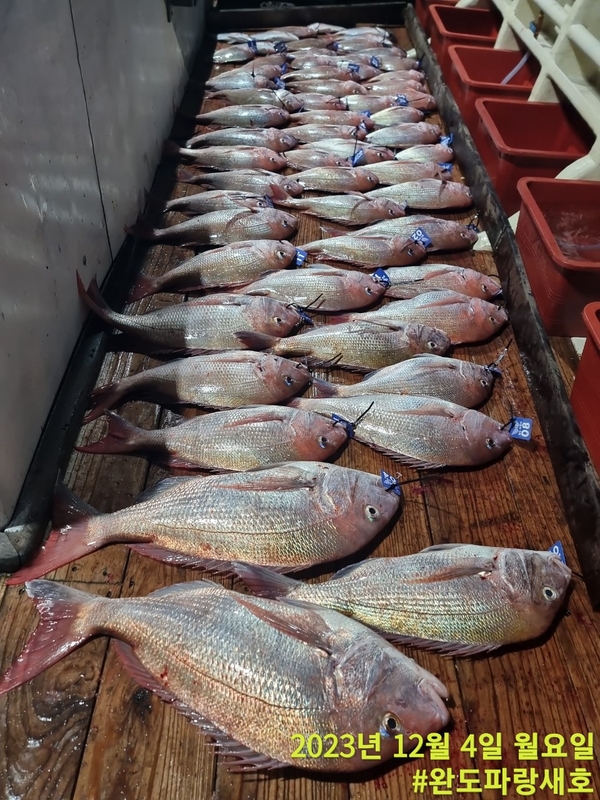 완도파랑새호(블루버드호)의 조황일지 이미지 - 0