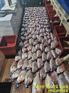 1월27일 참돔 타이라바 조황 선상낚시로 잡은 물고기 조황