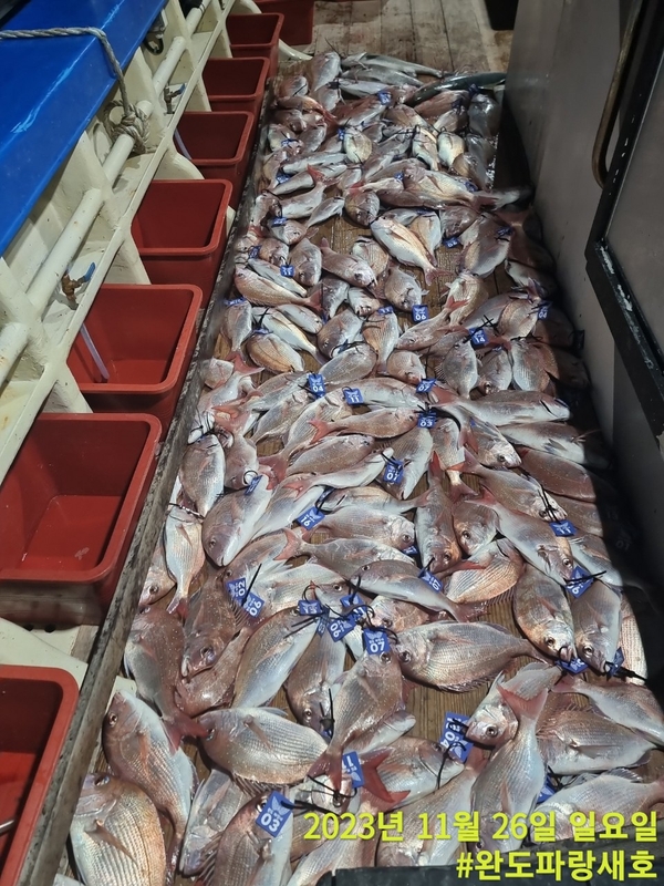 완도파랑새호(블루버드호)의 조황일지 이미지 - 1