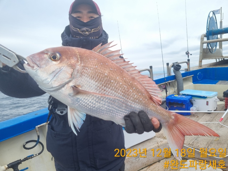 완도파랑새호(블루버드호)의 조황일지 이미지 - 3