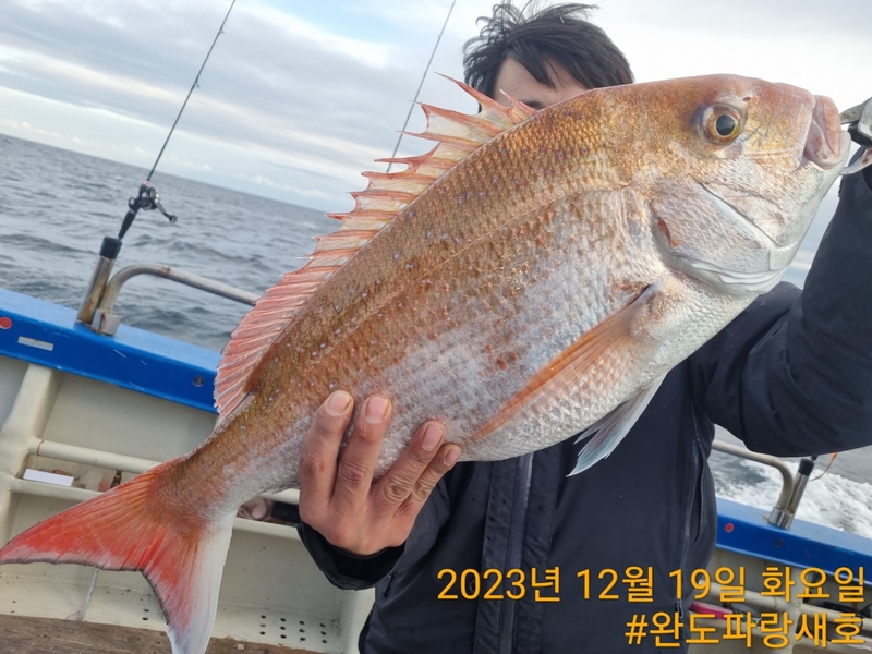 완도파랑새호(블루버드호)의 조황일지 이미지 - 1