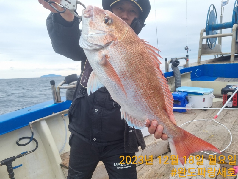 완도파랑새호(블루버드호)의 조황일지 이미지 - 13