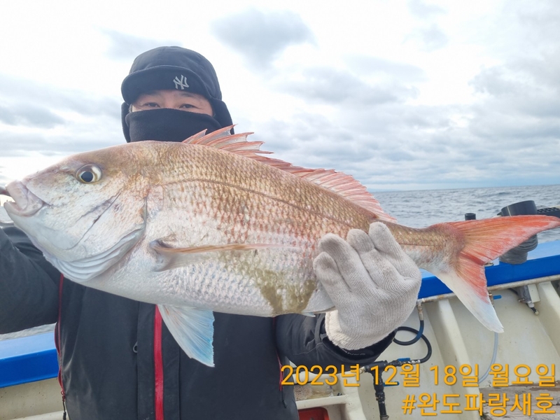 완도파랑새호(블루버드호)의 조황일지 이미지 - 12