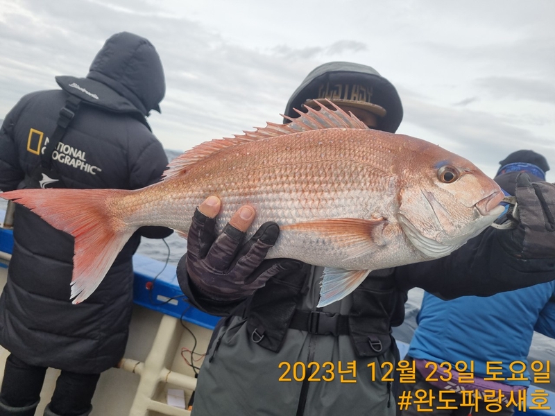 완도파랑새호(블루버드호)의 조황일지 이미지 - 14