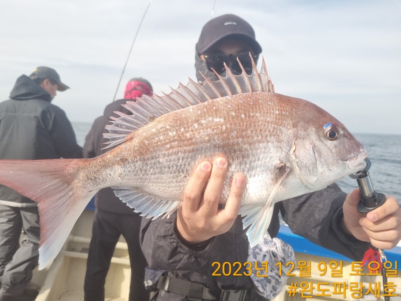 완도파랑새호(블루버드호)의 조황일지 이미지 - 1
