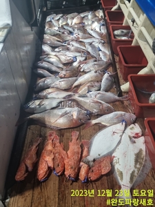 12월23일 참돔타이라바 조황  선상낚시로 잡은 물고기 조황