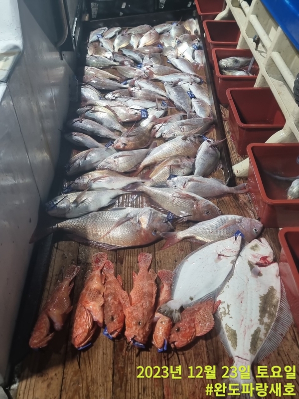 완도파랑새호(블루버드호)의 조황일지 이미지 - 0