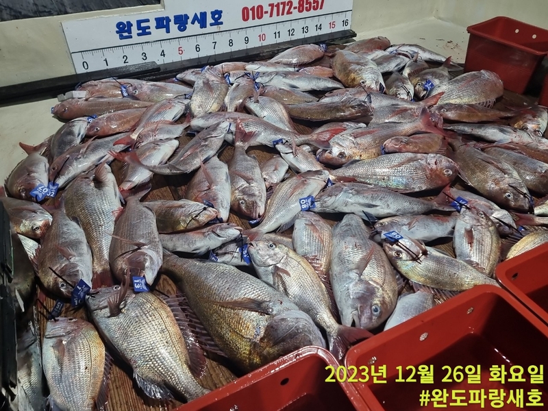 완도파랑새호(블루버드호)의 조황일지 이미지 - 1