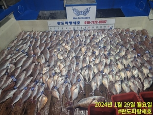1월29일 참돔타이라바 조황 선상낚시로 잡은 물고기 조황