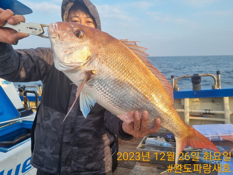 완도파랑새호(블루버드호)의 조황일지 이미지 - 7