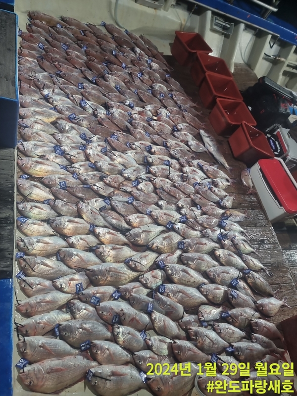 완도파랑새호(블루버드호)의 조황일지 이미지 - 4