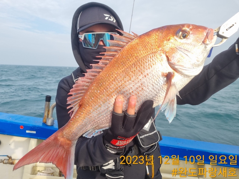 완도파랑새호(블루버드호)의 조황일지 이미지 - 4