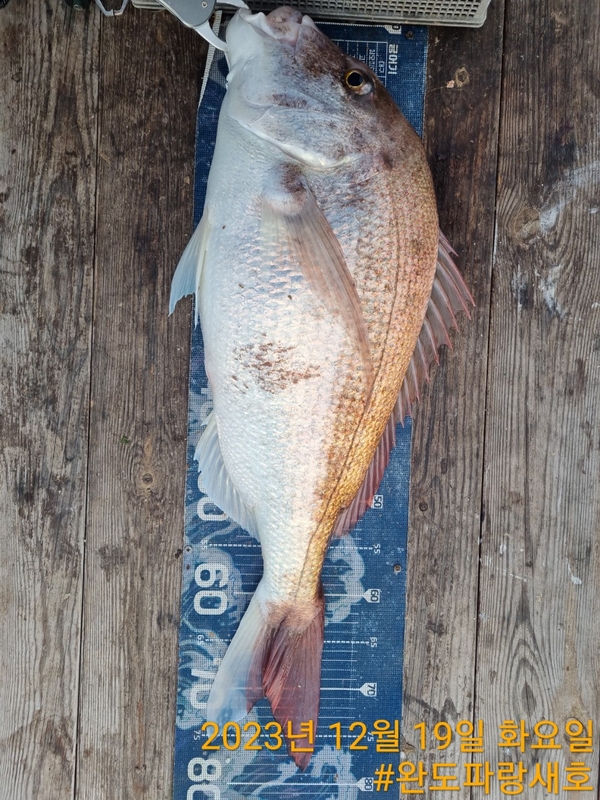 완도파랑새호(블루버드호)의 조황일지 이미지 - 15