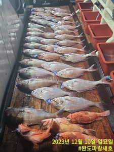 12월10일 참돔 타이라바 조황 선상낚시로 잡은 물고기 조황