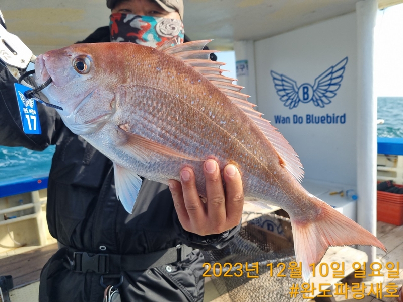 완도파랑새호(블루버드호)의 조황일지 이미지 - 5