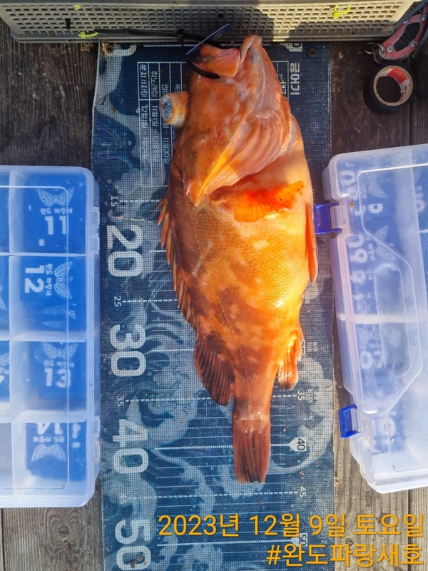 완도파랑새호(블루버드호)의 조황일지 이미지 - 3