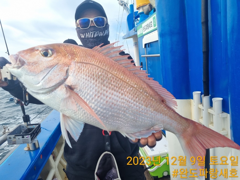 완도파랑새호(블루버드호)의 조황일지 이미지 - 10