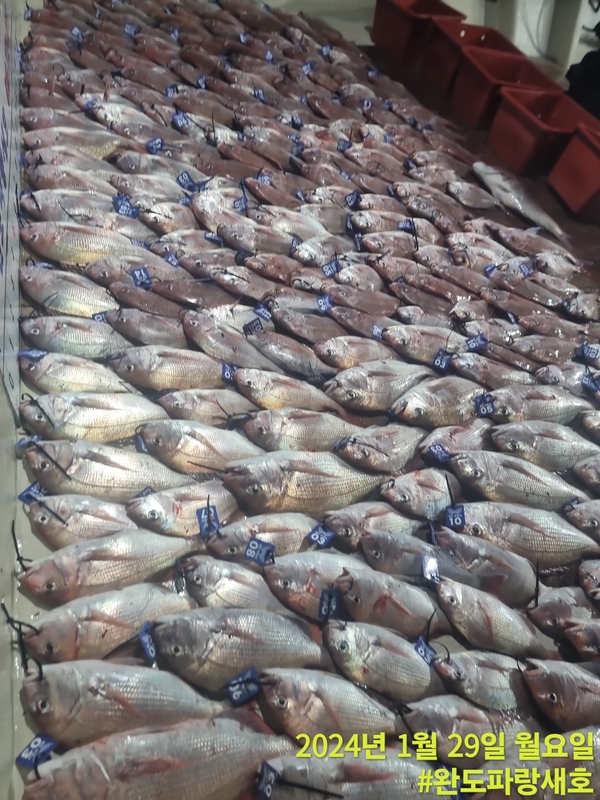 완도파랑새호(블루버드호)의 조황일지 이미지 - 1