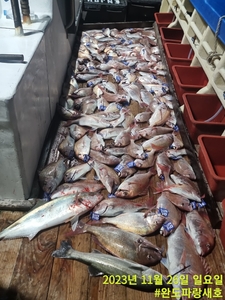 11월26일 참돔 타이라바 조황 선상낚시로 잡은 물고기 조황