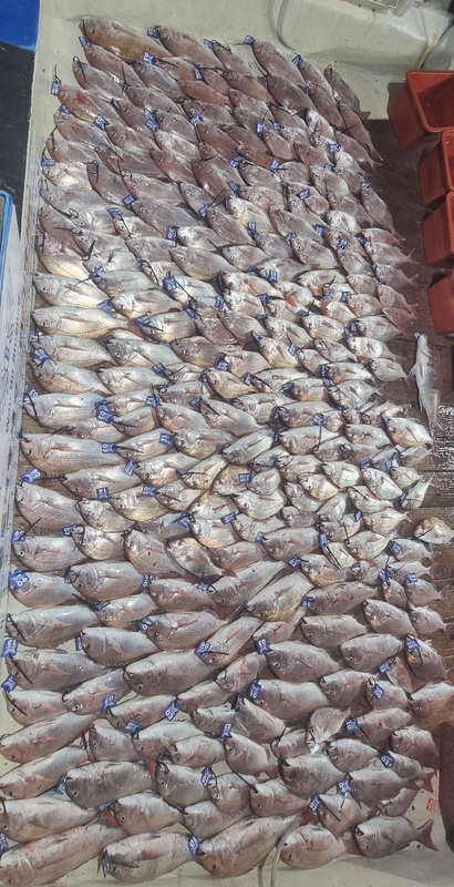 완도파랑새호(블루버드호)의 조황일지 이미지 - 2